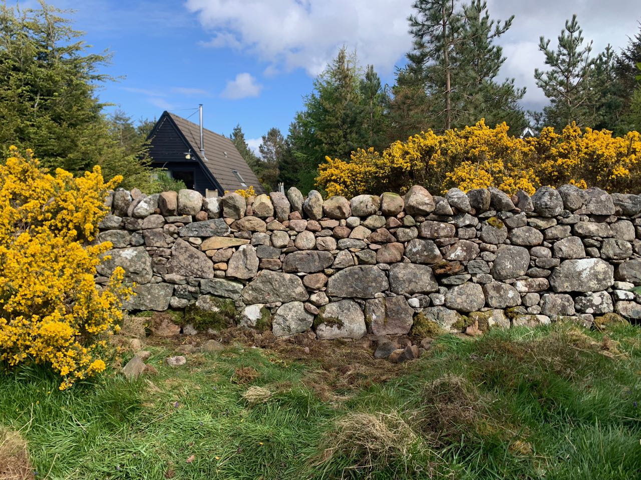 A recently repaired dry stone wall with flowering gorse nearby