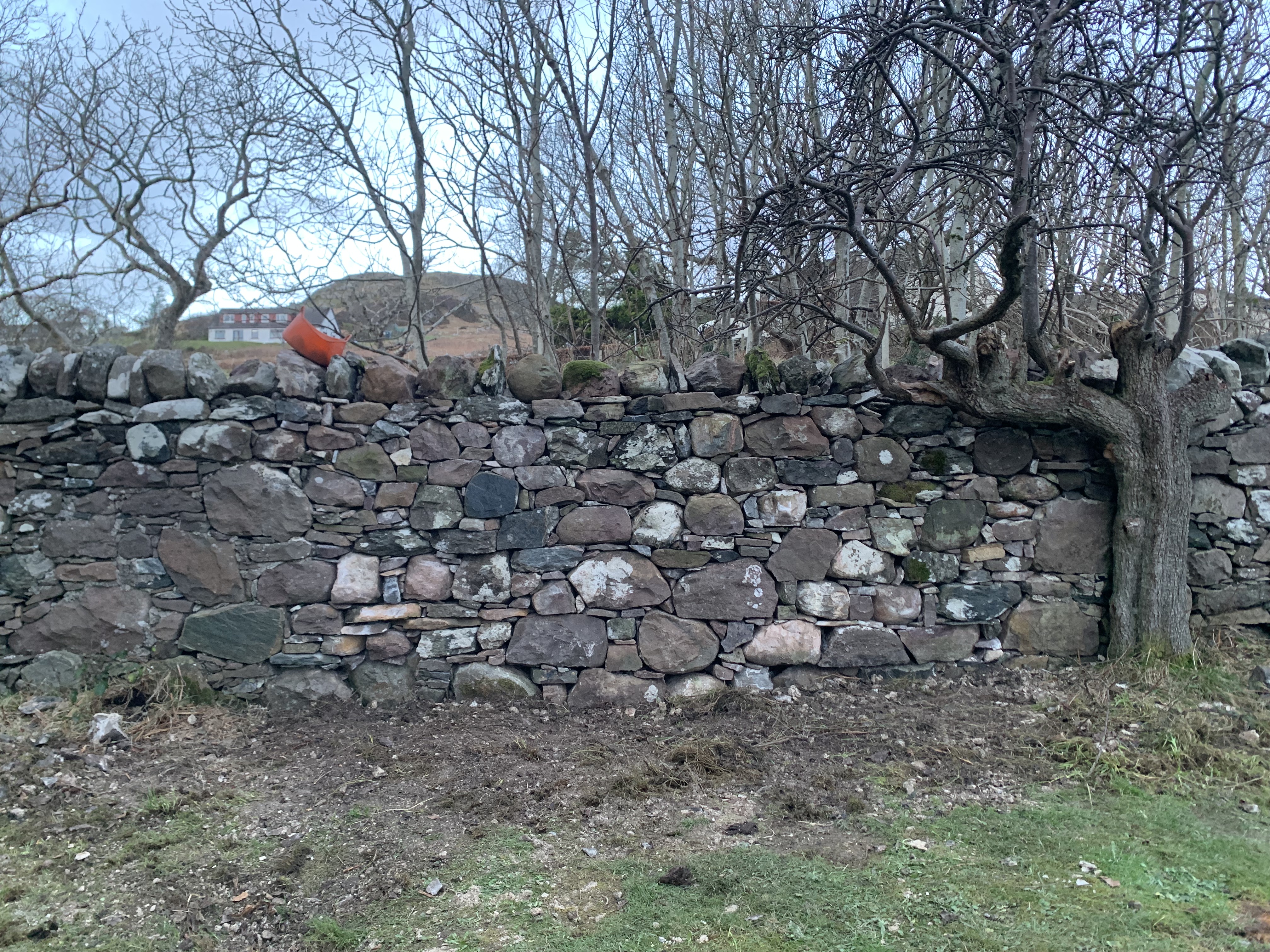A newly repaired dry stone wall with trees in the background