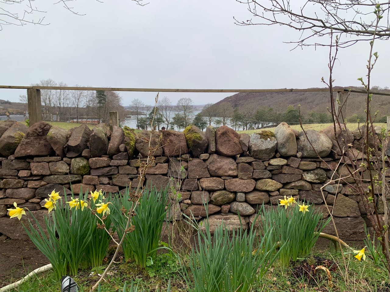A low dry stone wall of pink sandstone with daffodils in the foreground