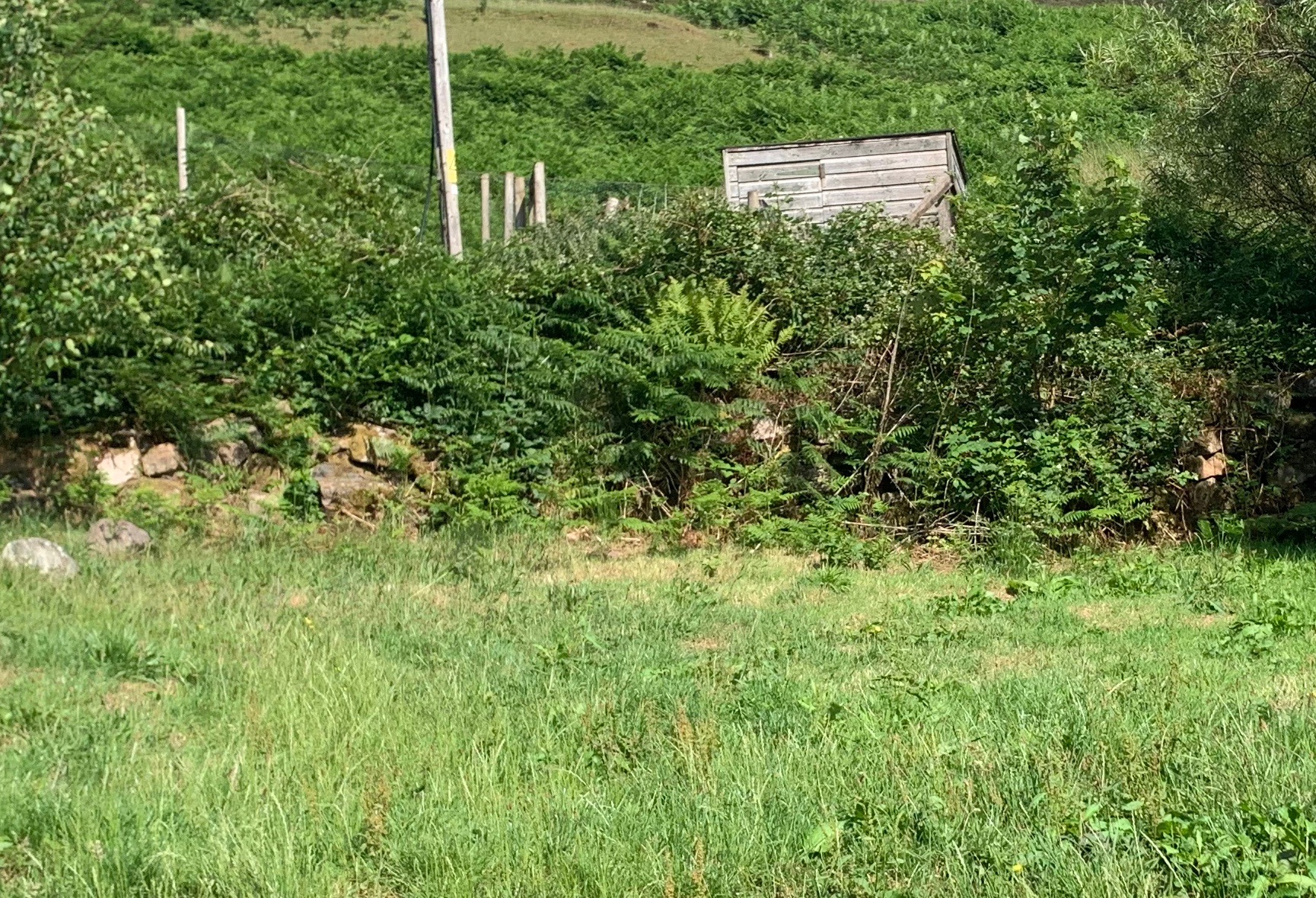 Overgrown garden with a few stones visible among the weeds